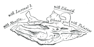 Ethmoidal process of inferior nasal concha