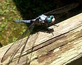 * Nomination A Great Blue Skimmer (Libellula vibrans) in Durham, North Carolina, July 2014. --Rhododendrites 01:12, 30 June 2016 (UTC) * Decline Insufficient quality: too tight crop and too shallow DoF. --Peulle 17:58, 3 July 2016 (UTC)