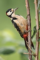 Great Spotted woodpecker.jpg