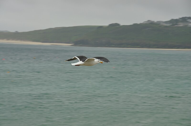 File:Greater black backed gull off Bamaluz Point (6626).jpg