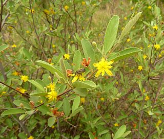 <i>Grewia flava</i> Species of plant in the genus Grewia