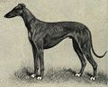 Greyhound Portrait.jpg