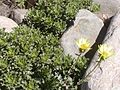 Miniatura para Grindelia ventanensis