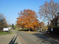 Rot-Buche an der Emil-Schiffner-Straße 6