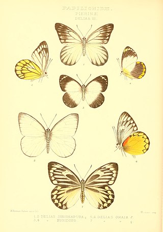 <i>Delias oraia</i> Species of butterfly