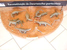 Group of Decuriasuchus at Museu de Ciências Naturais da Fundação Zoobotânica do Rio Grande do Sul