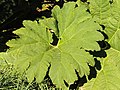 Gunnera manicata, Gunnera olbrzymia, Parzeplin brazylijski, 2021-10-09