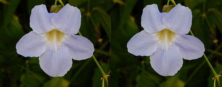 Bengal trumpet - Thunbergia grandiflora