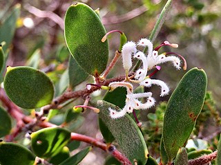 <i>Hakea lasiantha</i> Species of in the family Proteacea endemic to Western Australia
