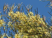 Hakea tephrosperma.jpg