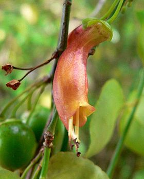 Halleria lucida