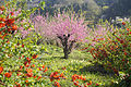 春の花見山公園の様子（2015年4月）