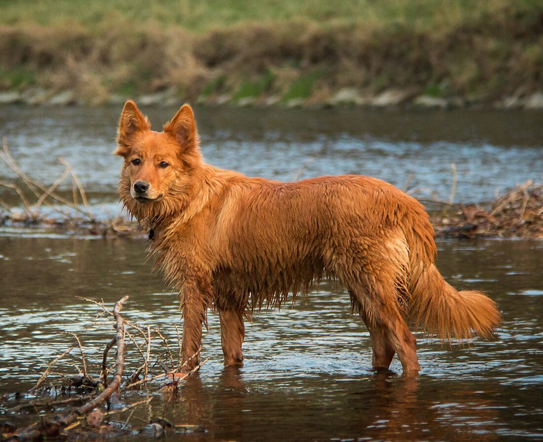 Haushund