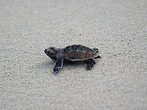 Eretmochelys Imbricata: Taxonomía y etimología, Anatomía y morfología, Distribución