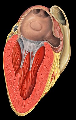 Heart left atrial appendage tee view.jpg