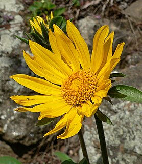 <i>Helianthella</i> Genus of flowering plants