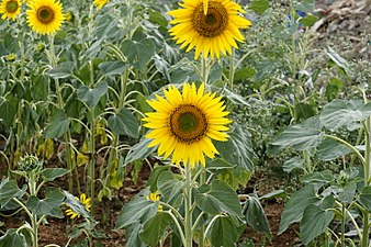 (Helianthus annuus)