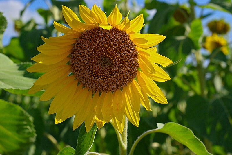 File:Helianthus annuus FR 2010.jpg