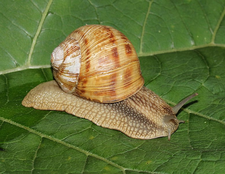 File:Helix pomatia 2021 G2.jpg