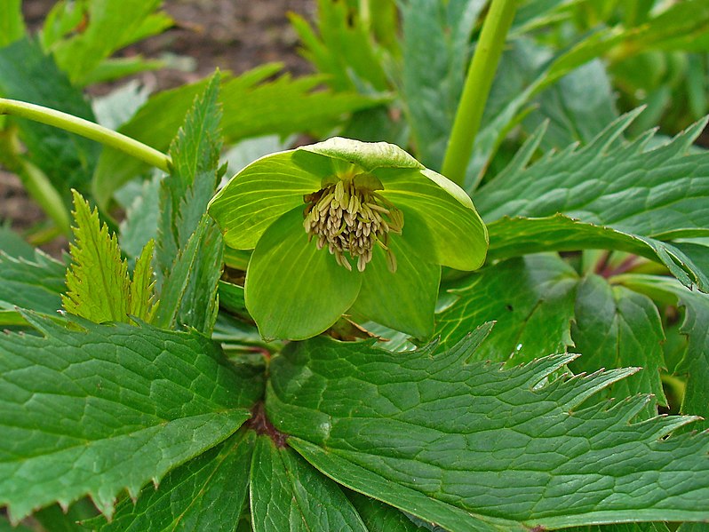 File:Helleborus viridis 002.JPG