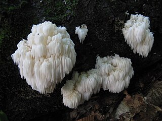 <i>Hericium americanum</i> Species of fungus