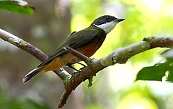 Heterocercus flavivertex - Yellow-crowned Manakin (cropped).JPG