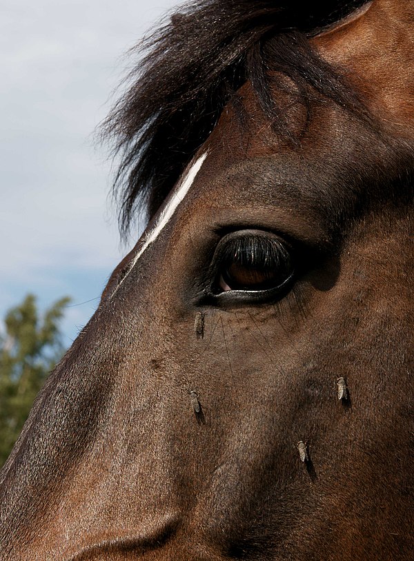 Horse-flies Haematopota pluvialis feeding on a horse's head