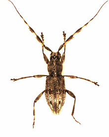 Hexatricha pulverulenta.jpg