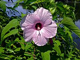 Hibiscus laevis flower close up