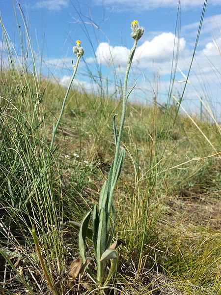 File:Hieracium echioides sl4.jpg