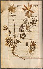 Miniatura para Herbarium vivum