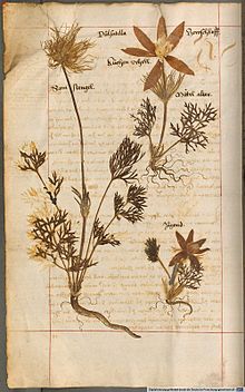 Page from Herbarium vivum compiled by Hieronymus Harder (1523-1607) in 1576 Hieronymus Harder01.jpg