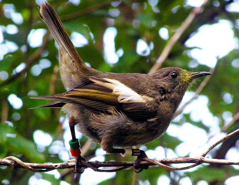 File:Hihi (Stitchbird)-1.jpg