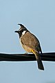 * Nomination Himalayan bulbul (Pycnonotus leucogenys) --Charlesjsharp 15:27, 1 December 2019 (UTC) * Promotion  Support Good quality. --Ermell 16:22, 1 December 2019 (UTC)