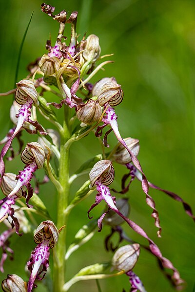 File:Himantoglossum adriaticum 001.jpg