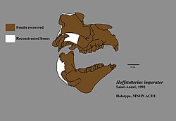 Hoffstetterius adult skull.jpg