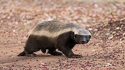 Honey Badger.jpg