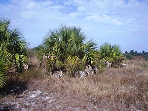 Honeymoon island, fl007.jpg