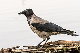 A Hooded Crow (Corvus cornix) Hooded Crow (19599632701).jpg