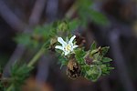 Thumbnail for Potentilla californica