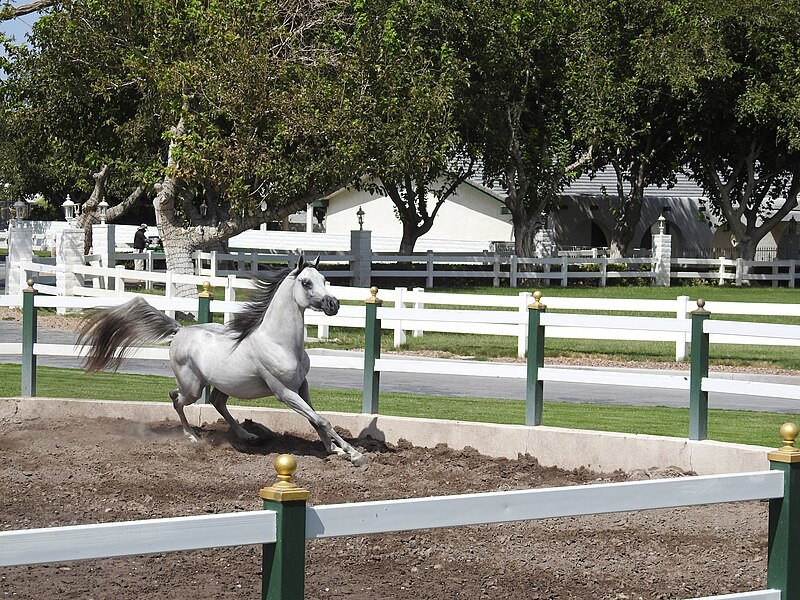 File:Horse at Casa de Shenandoah.jpg