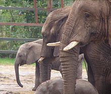 African elephants at Howletts, the largest breeding herd in the United Kingdom Howletts-loxodonta-africana-01.jpg