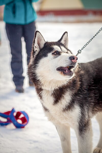 File:Huskioj en Iŝimo 10.jpg