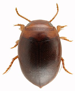 <i>Hydrovatus</i> Genus of beetles