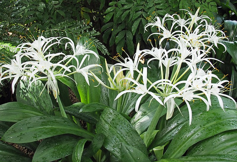 File:Hymenocallis speciosa@Palmengarten Frankfurt a.M. 20170820 01.jpg