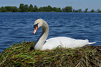 Höckerschwan mit Nest, Cygnus olor, nests with eggs 08.JPG