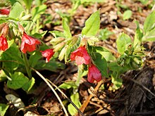 Pulmonaria rubra — Медуница красная