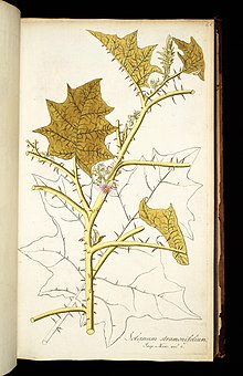 Drawing from the original description. Icones plantarum rariorum.jpg
