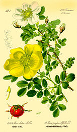 Rosa spinosissima plate 413 B in: Otto Wilhelm Thomé: Flora von Deutschland, Österreich u.d. Schweiz, Gera (1885)