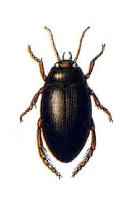 Ilybius subaeneus